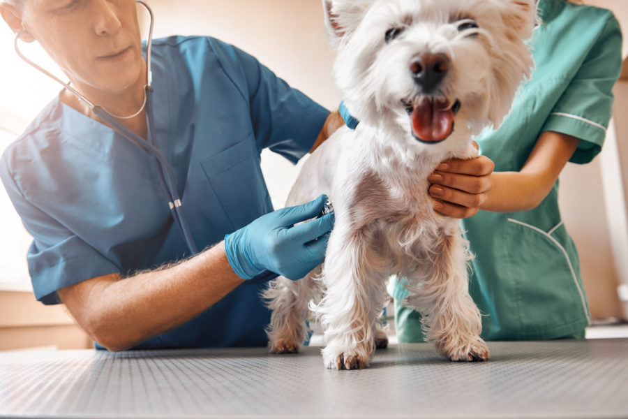 comprehensive-physical-exams-bay-country-veterinary-hospital