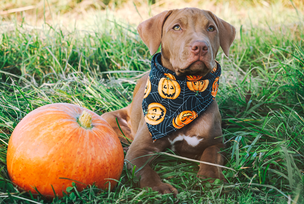 image for How to Have a Spooktacular and Safe Halloween with Your Pet